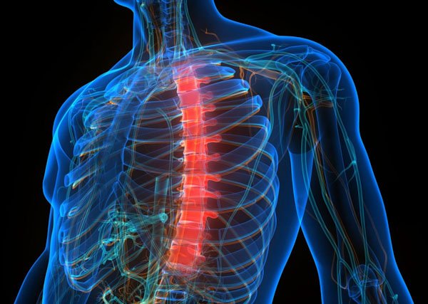 anatomia do torax uma visao detalhada para pacientes20240225